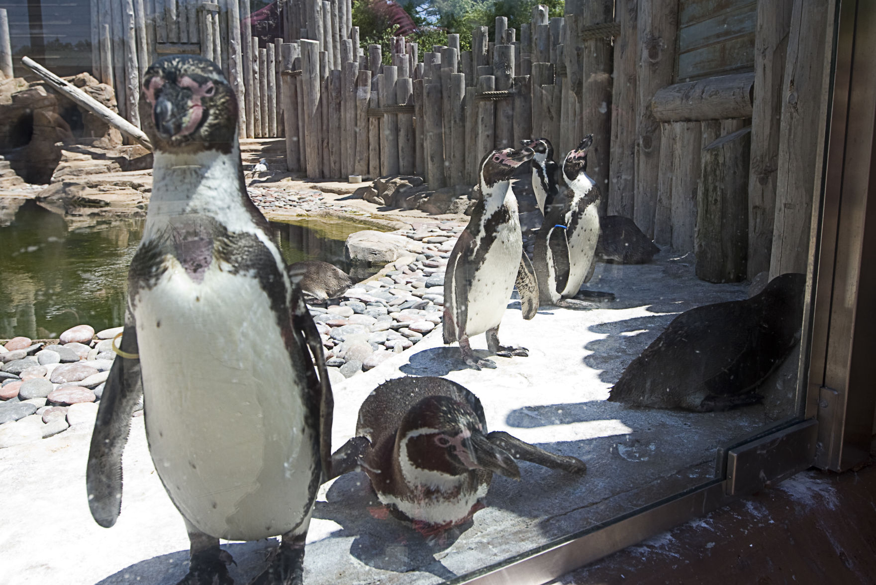 penguins.jpg